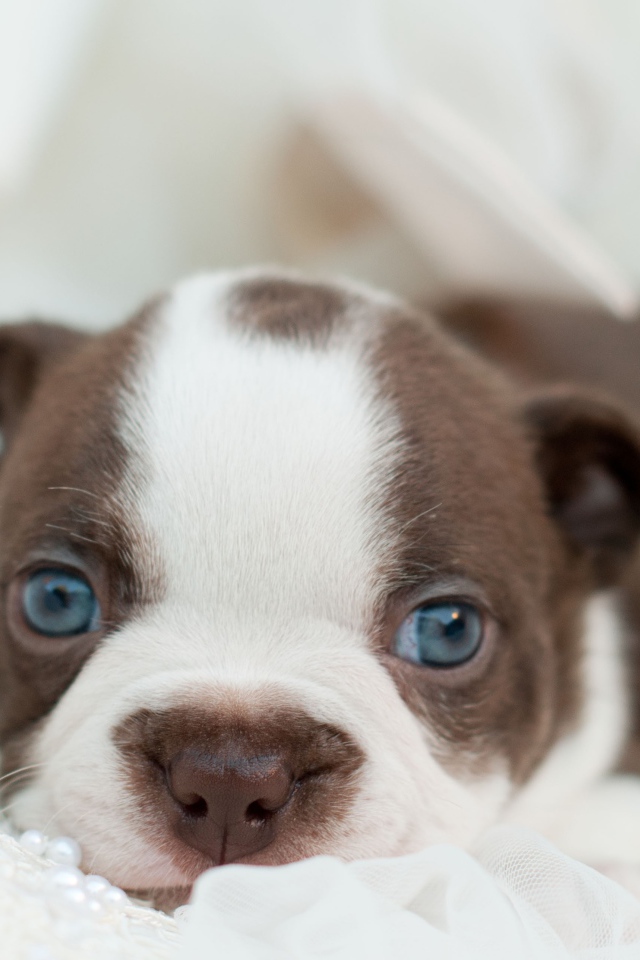 Голубоглазый маленький щенок французского бульдога 