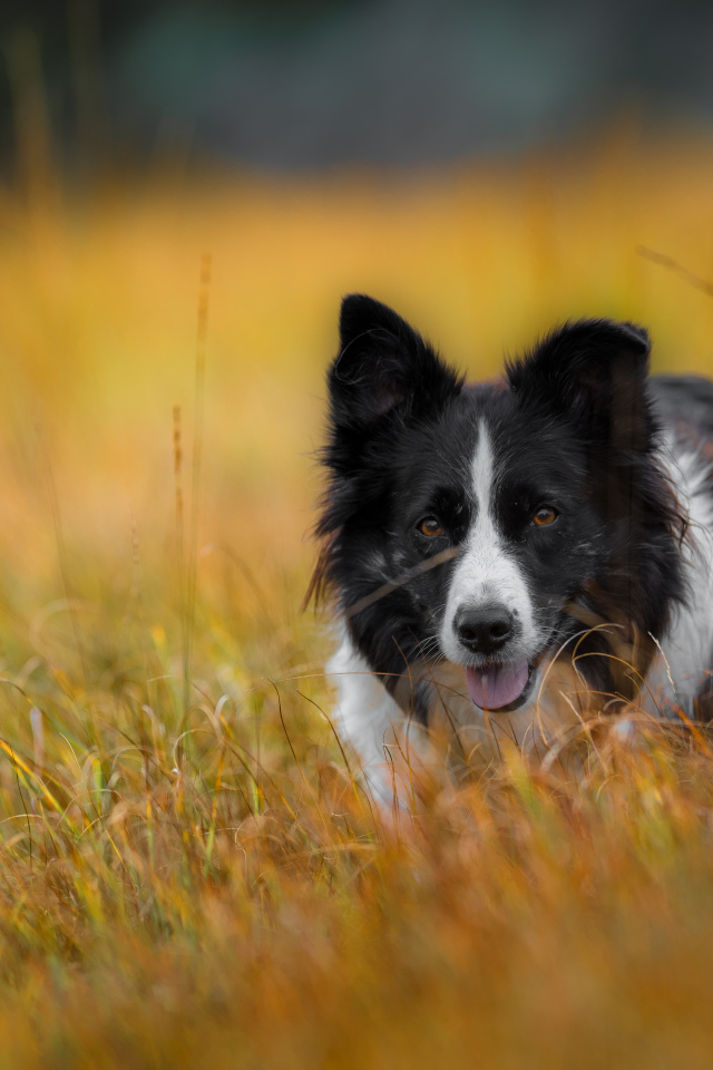 Собака бордер -колли бежит по траве