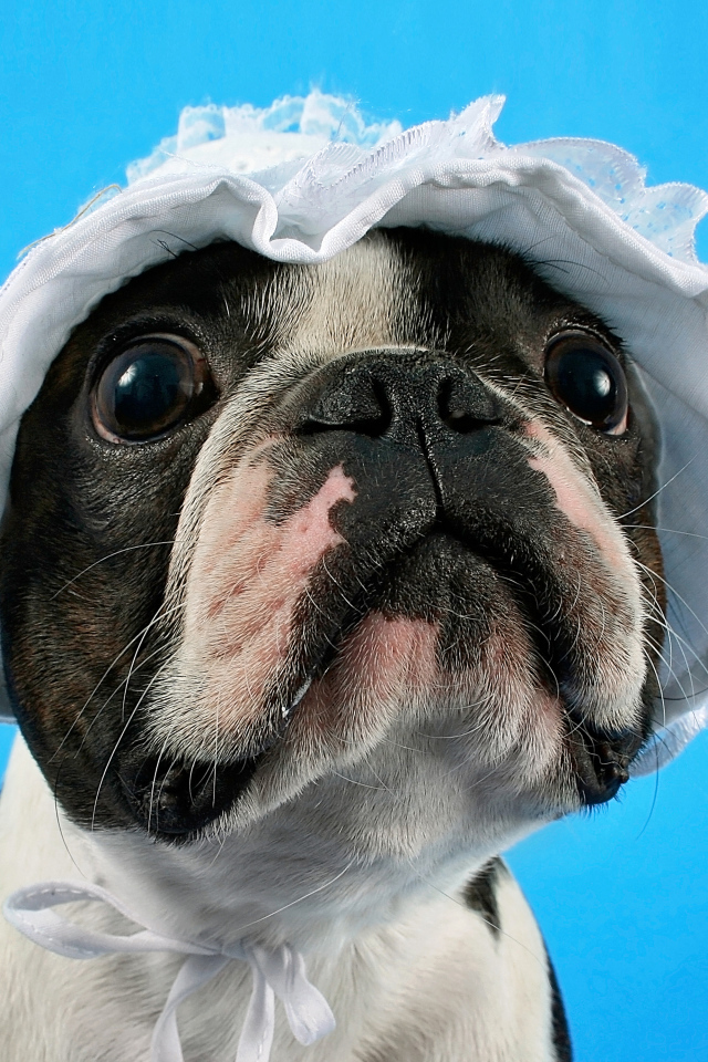 Бостон-терьер в белой шапке на голубом фоне