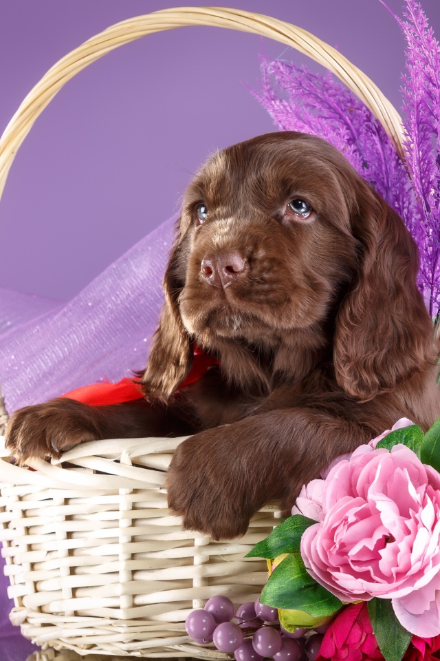 Коричневый щенок спаниеля к корзине