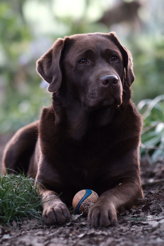 Коричневый лабрадор с мячиком лежит на зеленой траве