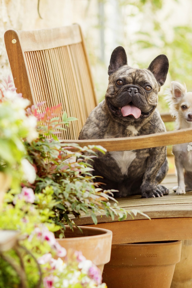 Бульдог и чихуахуа сидят на деревянном стуле