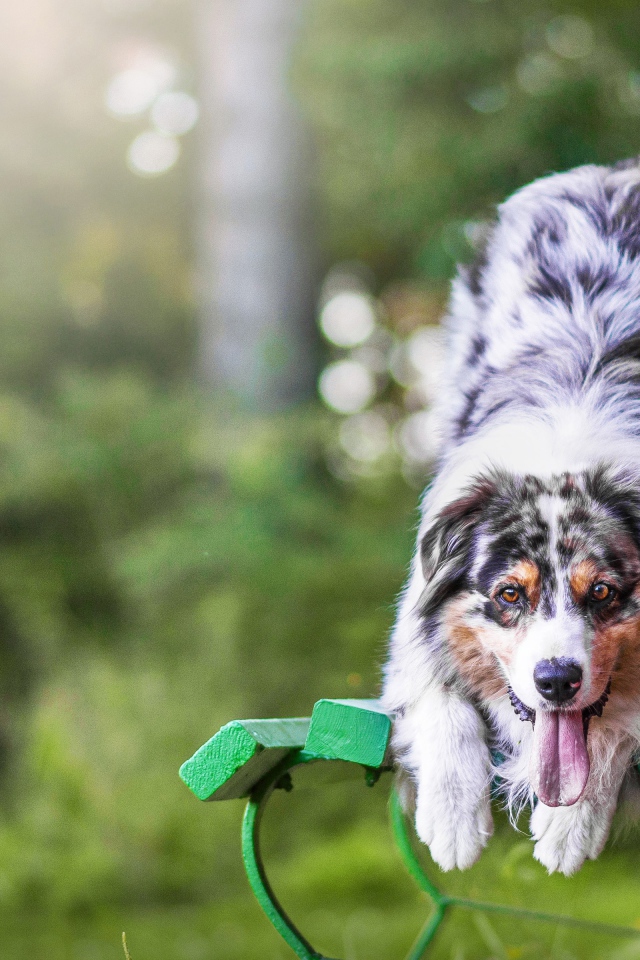 Веселая Австралийская Овчарка с высунутым языком на лавке