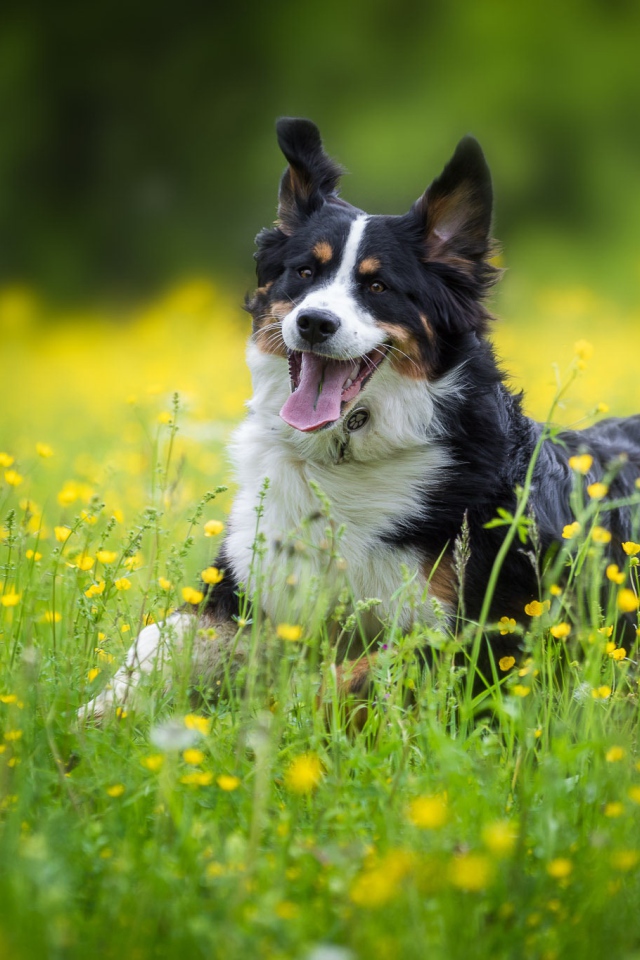 Веселая собака породы английская овчарка в поле 