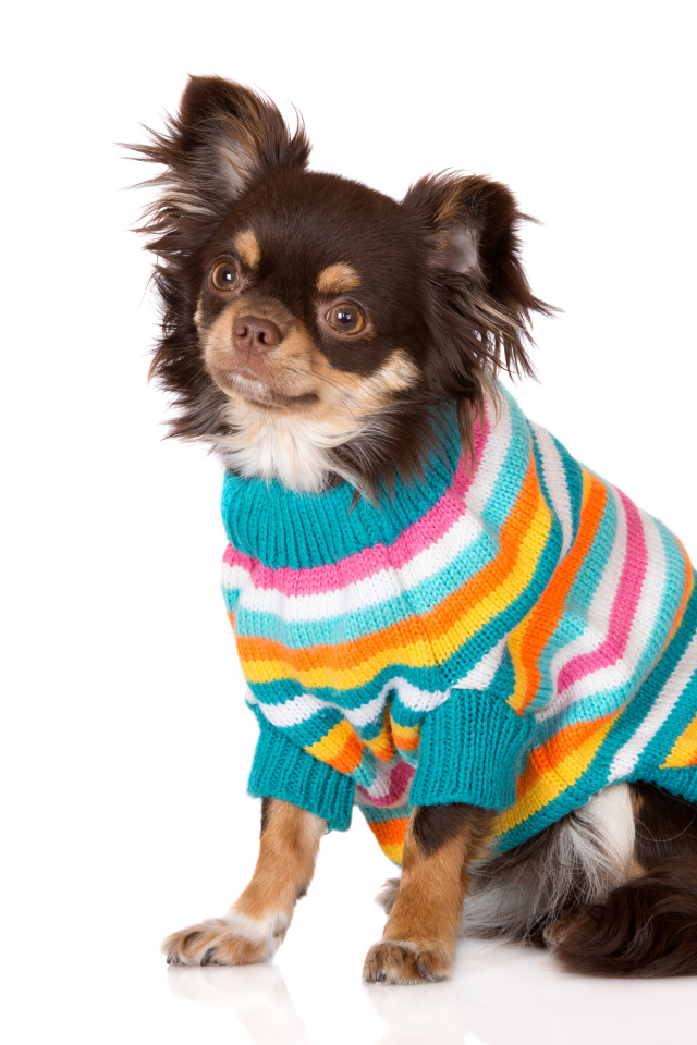 Собака породы чихуахуа в свитере на белом фоне