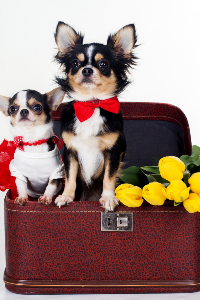 Чихуахуа сидят в чемодане с тюльпанами