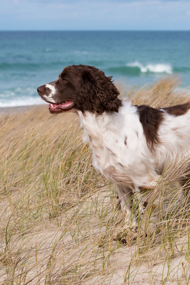 Кокер спаниель стоит на траве на побережье моря