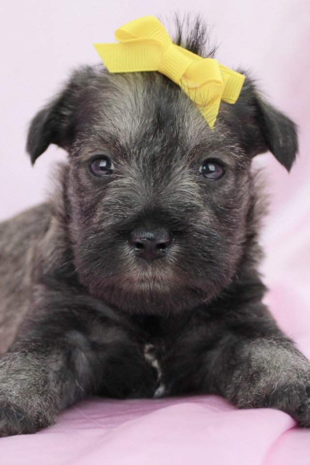 Милый щенок шнауцера с бантом на голове