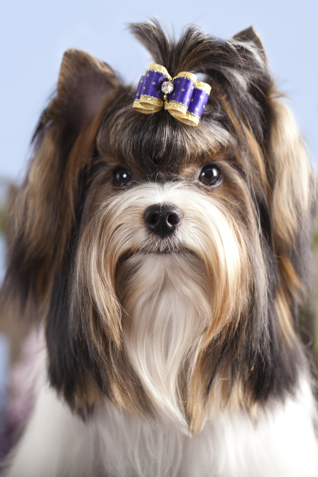 Милый Йоркширский терьер с бантиком на голове