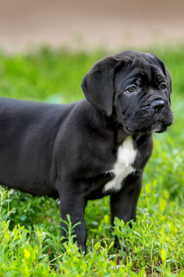 Милый черный щенок Кане корсо стоит на зеленой траве