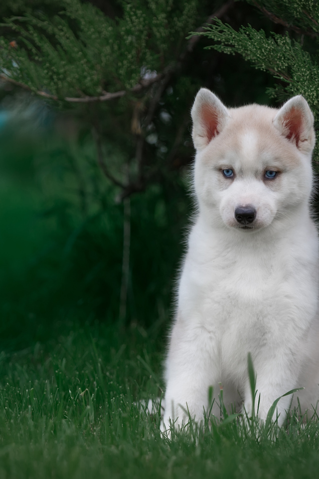 Милый голубоглазый щенок хаски в зеленой траве 