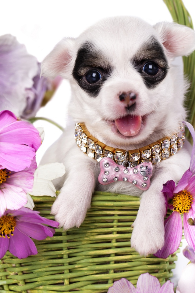 Милый щенок чихуахуа в корзине с цветами космеи на белом фоне