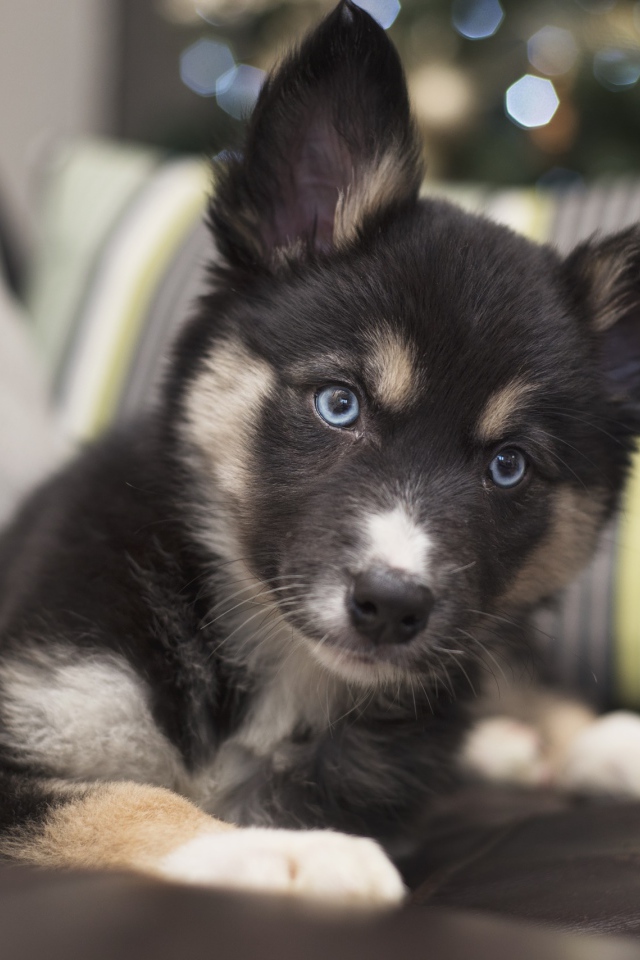 Милый маленький щенок с голубыми глазами