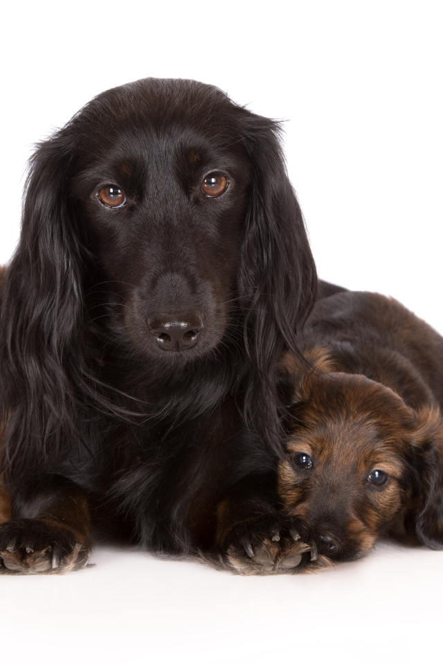 Такса с двумя забавными щенками на белом фоне