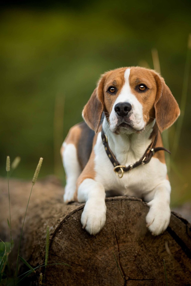 Собака породы бигль лежит на сухом бревне