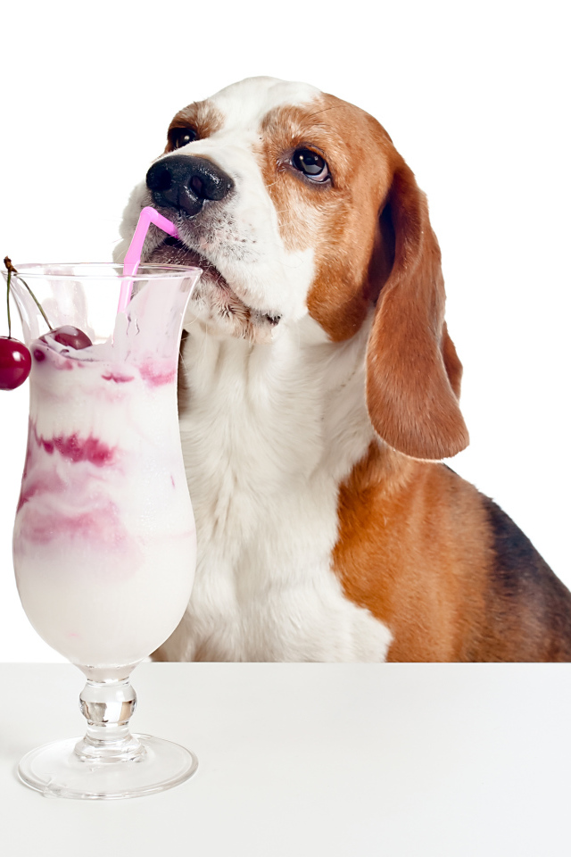 Собака породы бигль с вишневым коктейлем на белом фоне