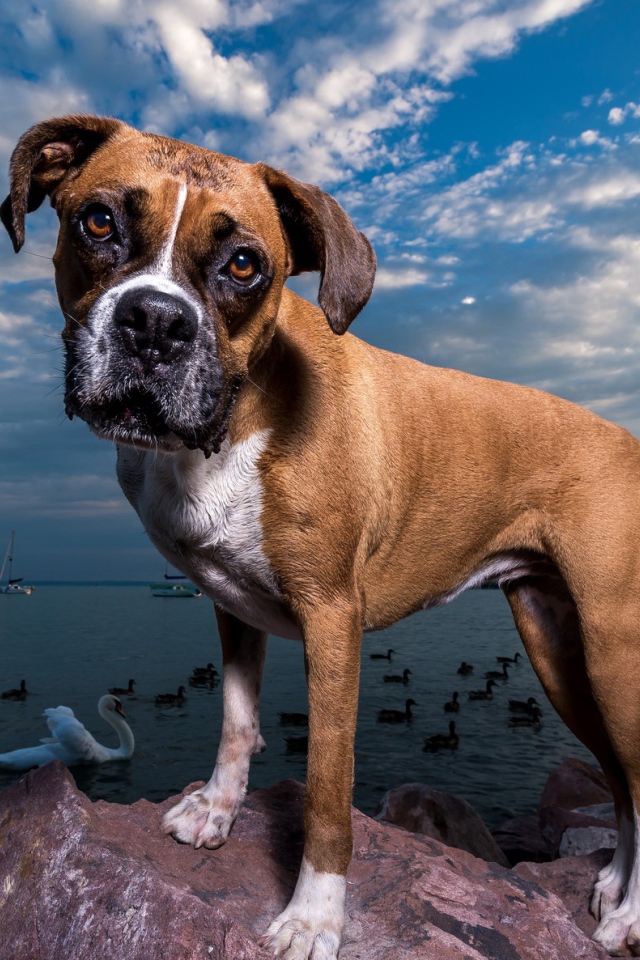 Собака породы боксер на фоне моря под красивым небом