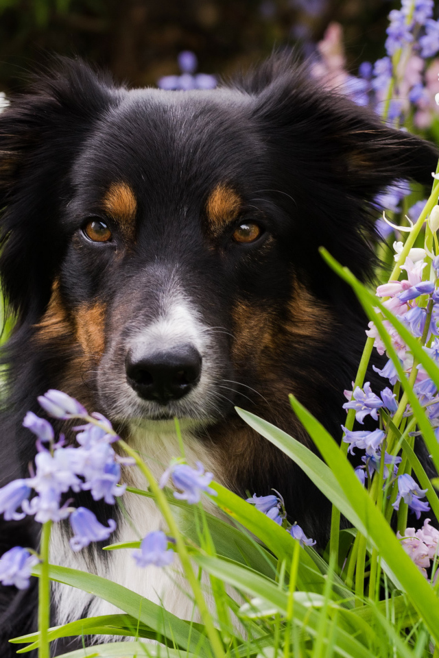 Собака породы бордер-колли лежит в цветах