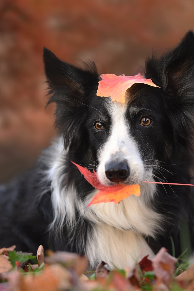 Собака породы бордер колли с желтым листом во рту