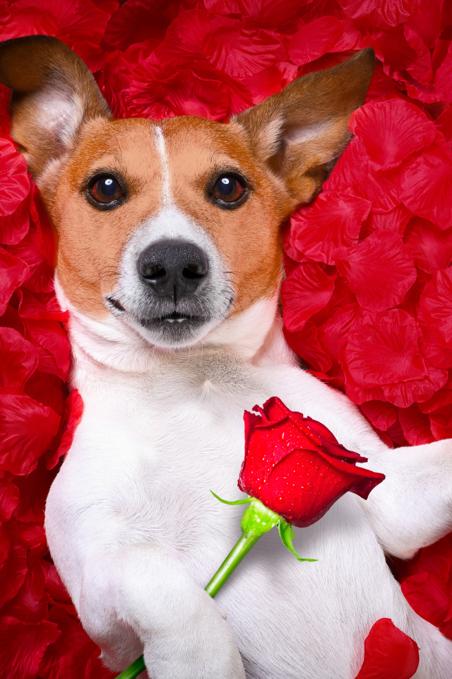Собака породы Джек-рассел-терьер с розой лежит на красных лепестках