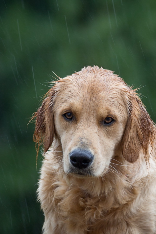 Собака породы золотистый ретривер под дождем 