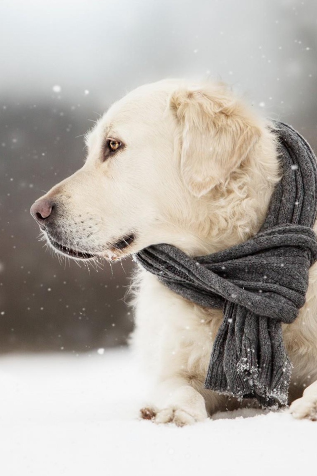 Собака породы золотистый ретривер с шарфом на шее лежит на снегу