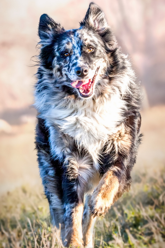 Собака породы Бордер-Колли бежит с высунутым языком по траве