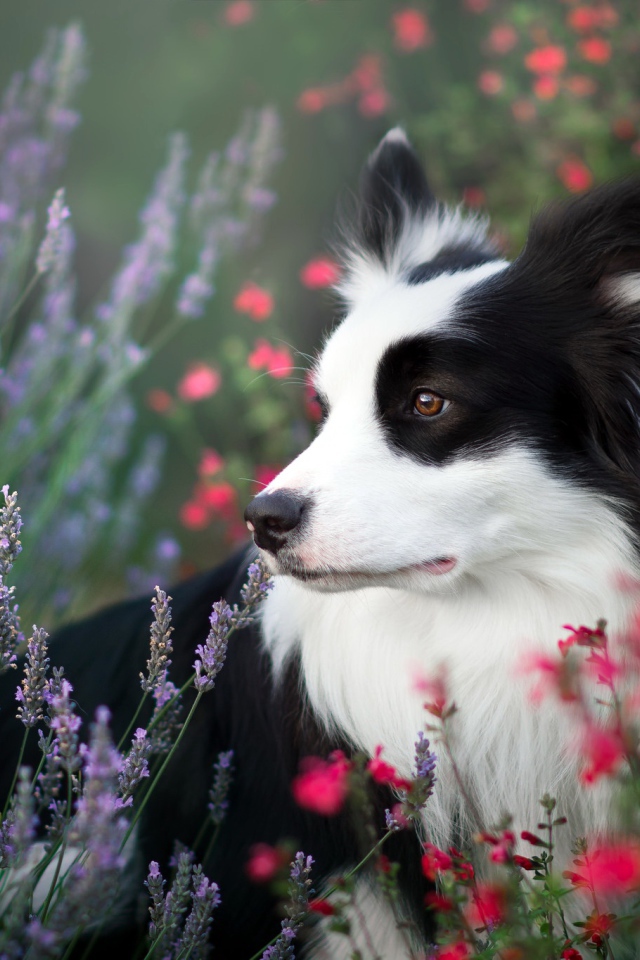 Собака породы Бордер-Колли сидит в полевых цветах