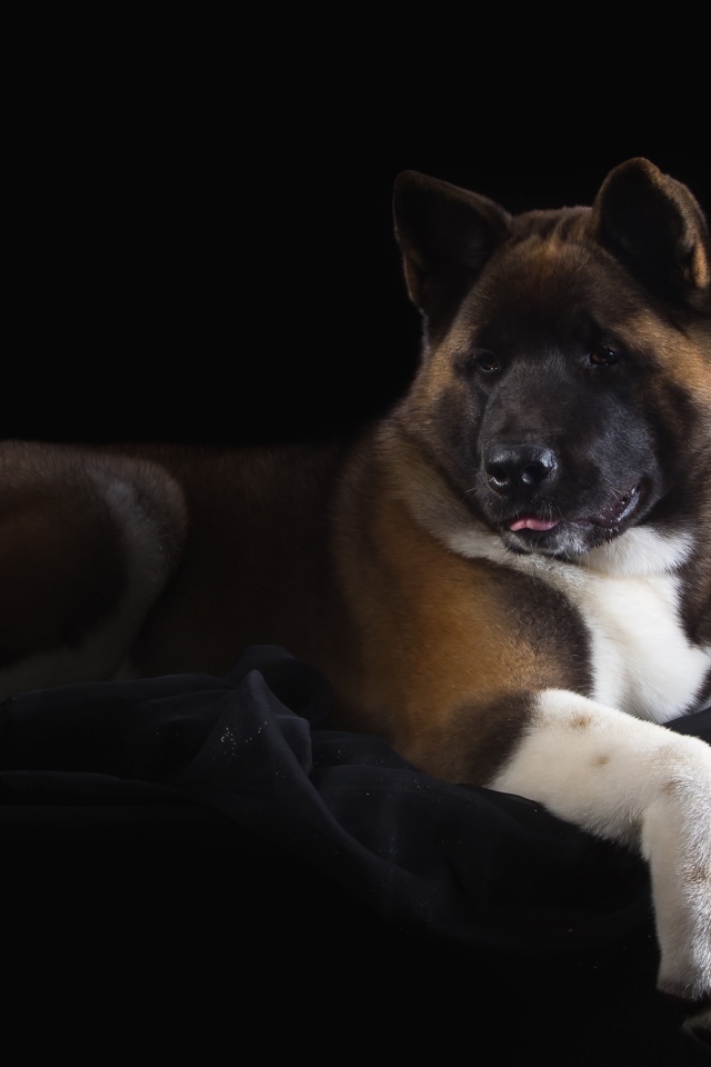 Пес породы Акита-ину на черном фоне