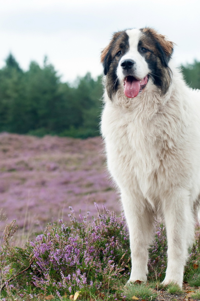 Собака породы московская сторожевая на поле с сиреневыми цветами