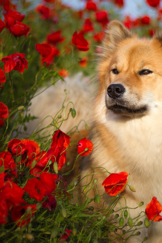 Собака породы Евразиер стоит в красных маках летом