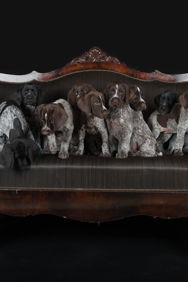 Щенки породы Дратхаар и Курцхаар сидят на кожаном диване 