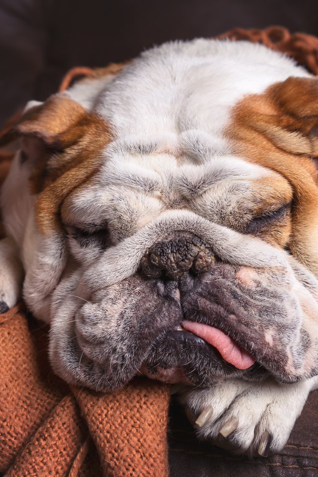 Спящая собака породы английский бульдог 
