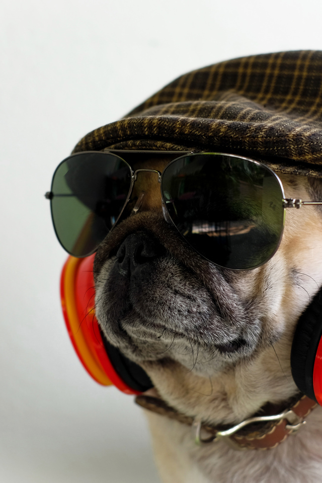 Английский бульдог в наушниках, очках и кепке 