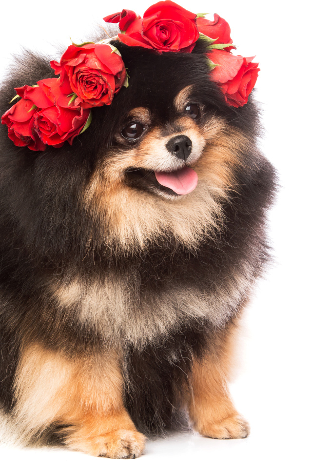 Пушистый шпиц с высунутым языком с розами на голове