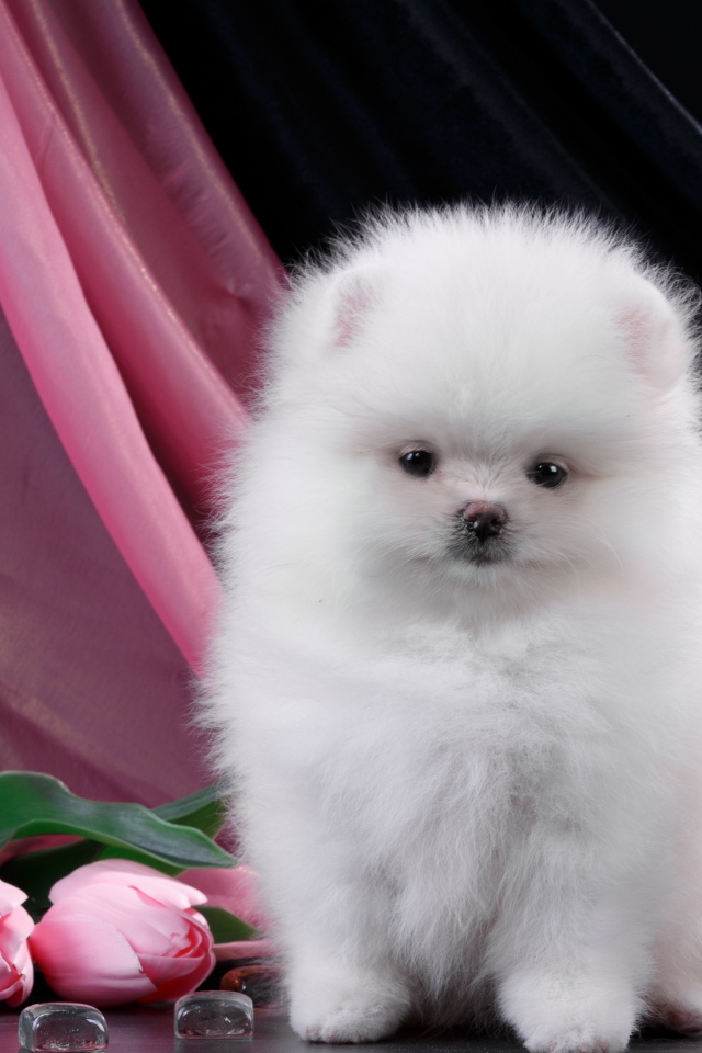 Пушистый белый шпиц с розовыми тюльпанами