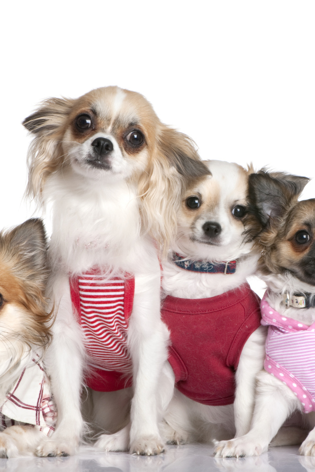 Четыре собаки породы чихуахуа в костюмах на белом фоне