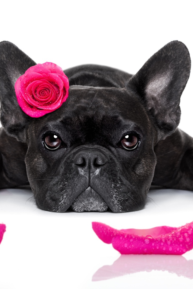 Собака породы французский бульдог с розой на голове 