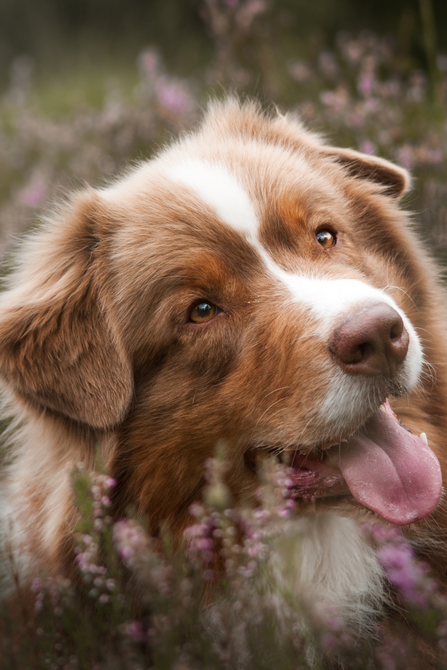 Забавная Австралийская Овчарка с высунутым языком