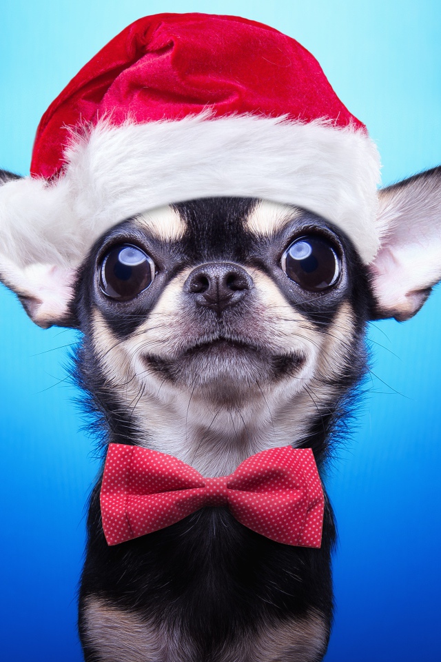 Забавный чихуахуа в шапке Санта Клауса на голубом фоне, символ нового года 2018