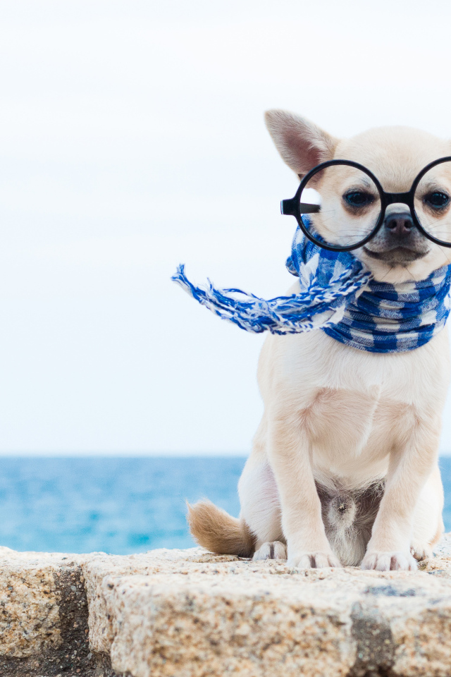 Смешной чихуахуа в больших очках и синем шарфе