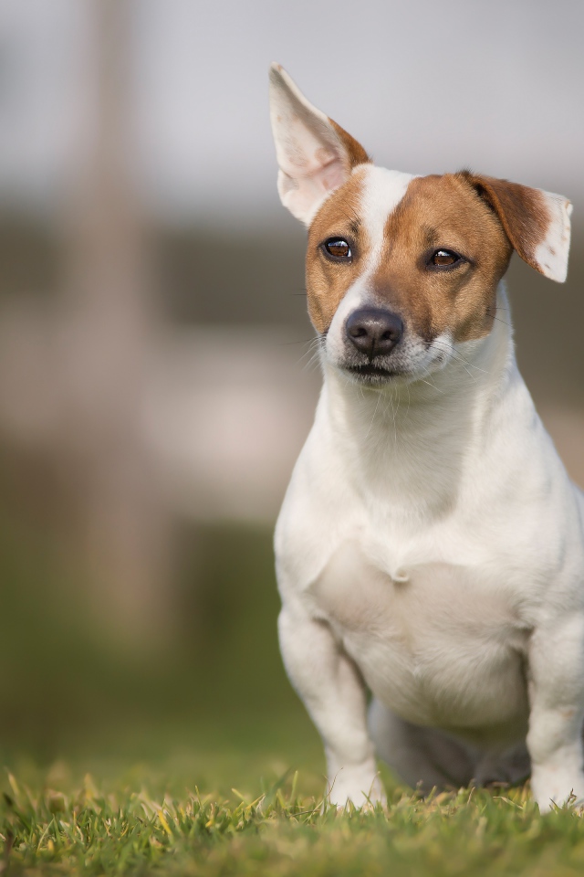 Забавный Джек-рассел-терьер сидит на зеленой траве