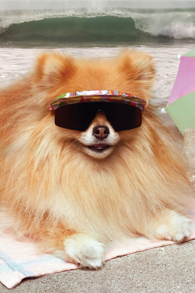 Смешной шпиц в очках загорает на пляже