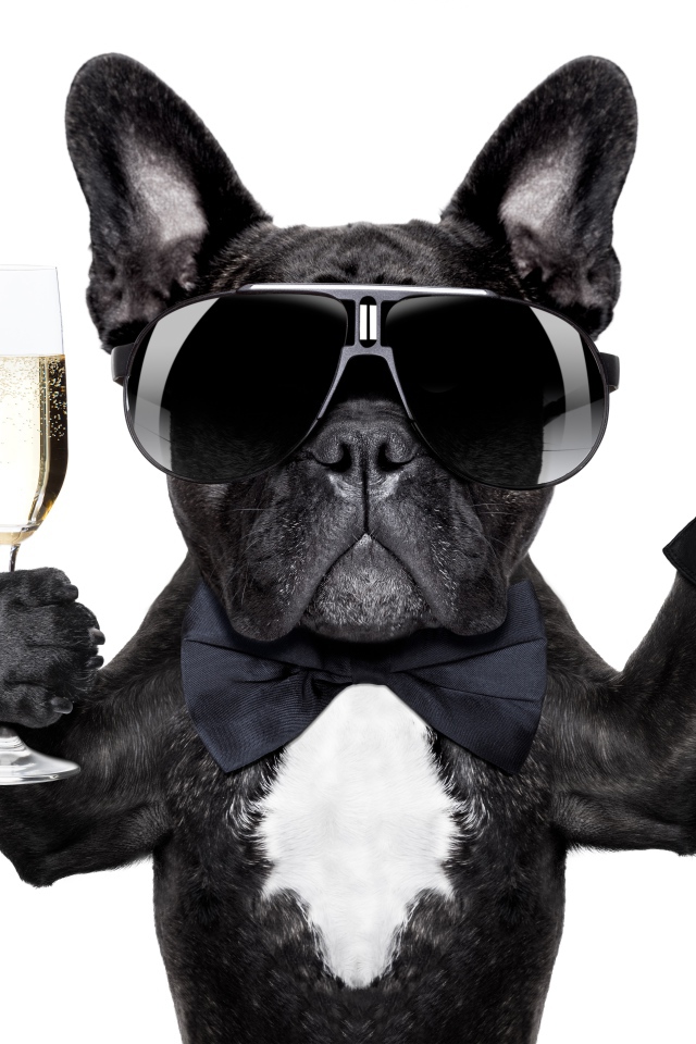 Смешной черный бульдог в очках с фужером в лапе на белом фоне