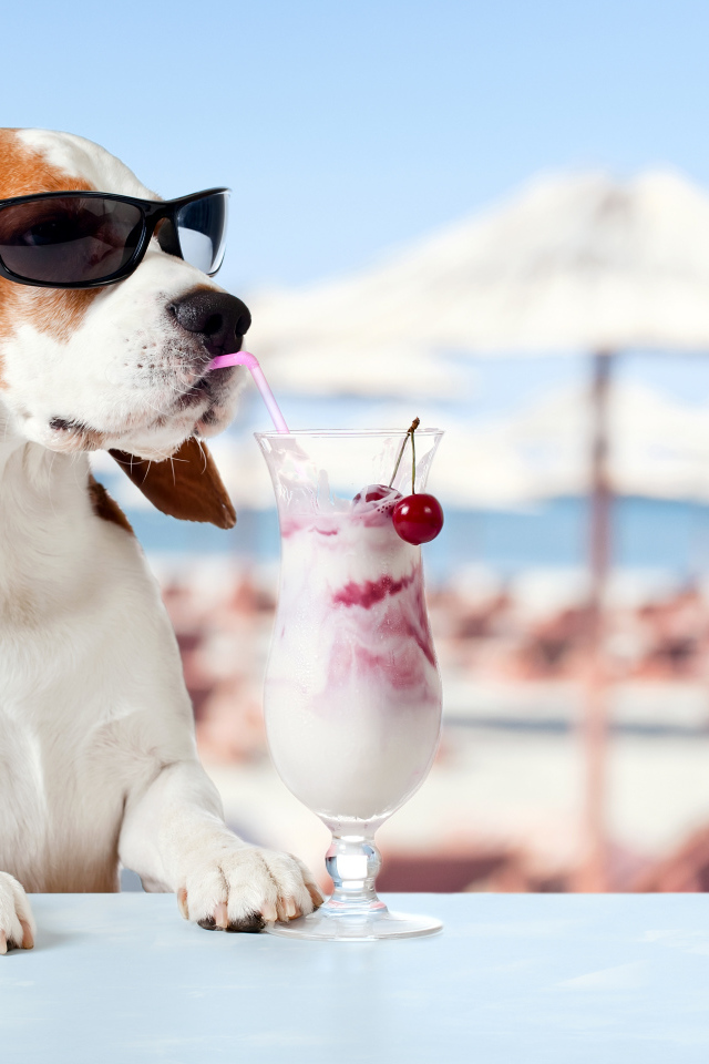 Забавный пес породы бигль в очках пьет коктейль из трубочки