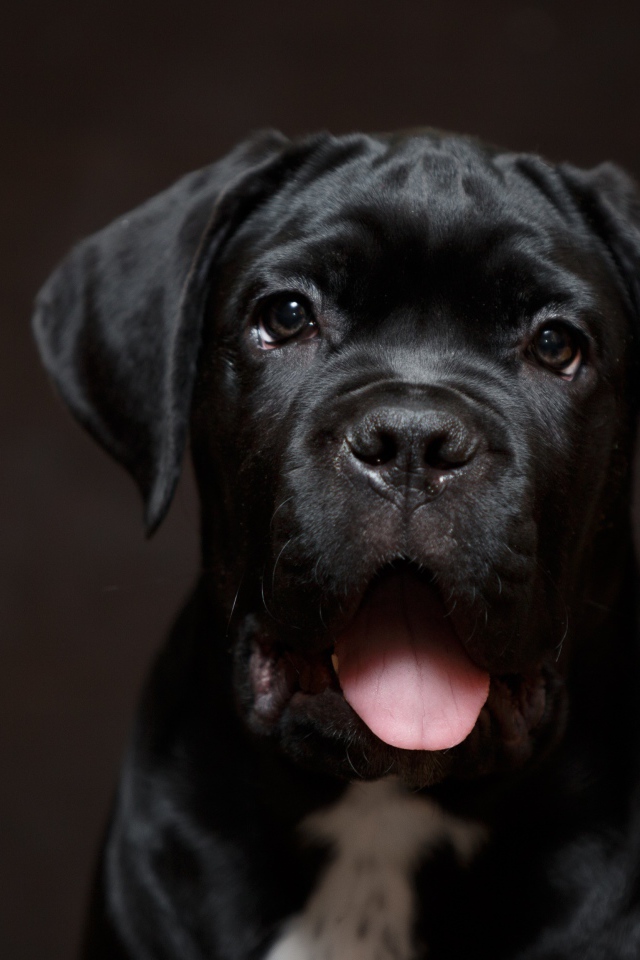 Забавная морда черного щенка 