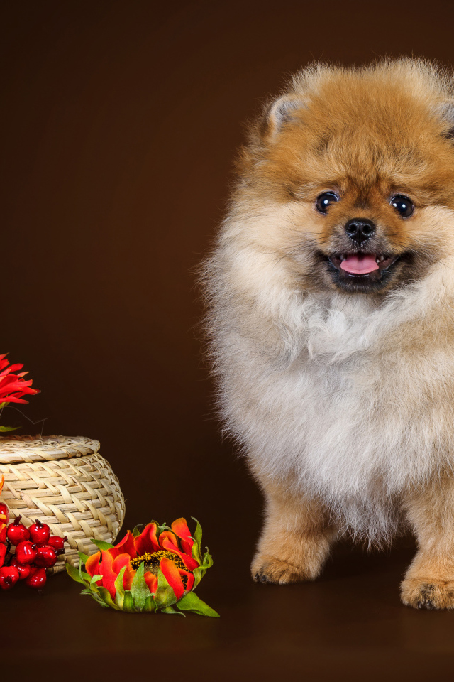 Забавный пушистый шпиц с красными цветами