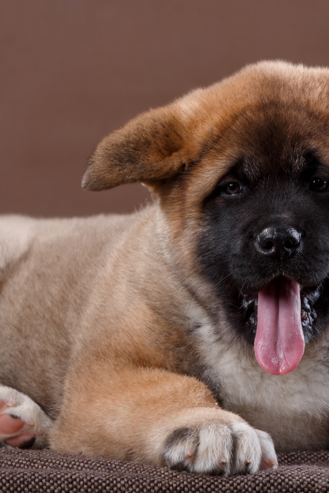 Забавный маленький щенок акита - ину  с высунутым языком