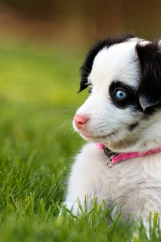 Забавный щенок с голубыми глазами сидит в зеленой траве