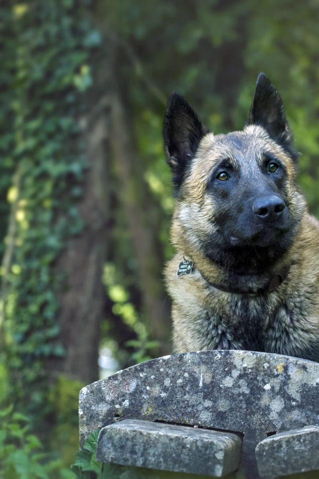 Собака породы немецкая овчарка на лавке 